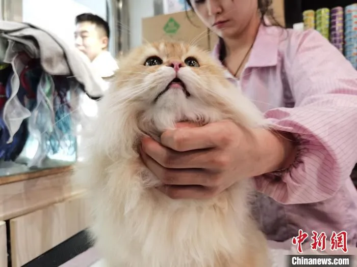 图为正在“美容”的宠物猫。　徐雪 摄