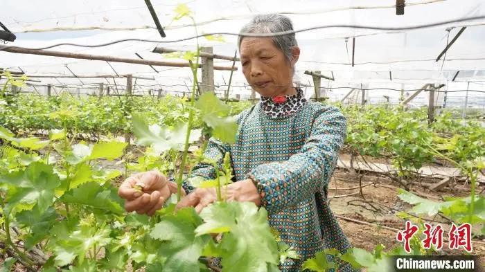 图为毛竹山村一村民在葡萄园劳作。　欧惠兰 摄
