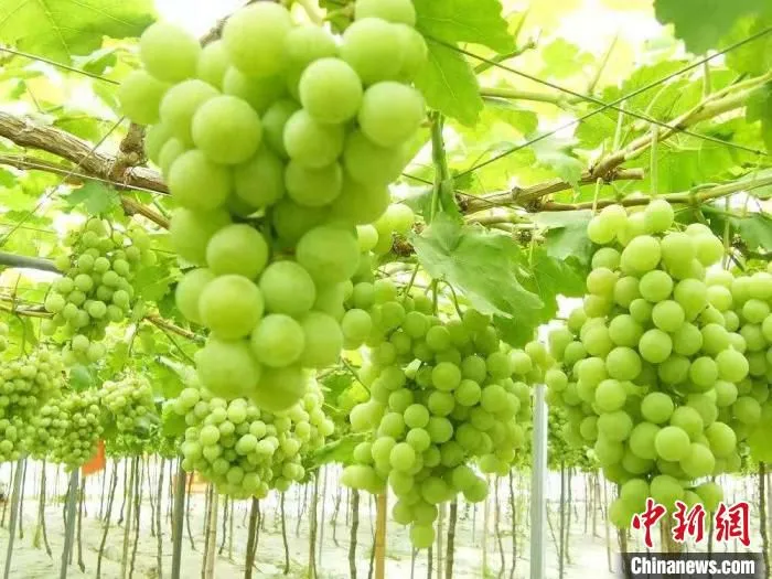 陈集镇“阳光玫瑰”葡萄价格不菲。　陈轩 摄