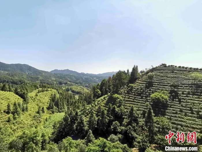 崇山峻岭之间，清泉镇打造的万亩茶叶观光园。　付敬懿 摄
