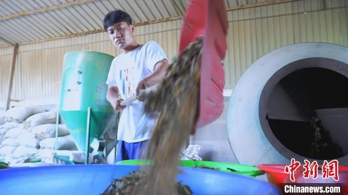 村民正在调制饲料。　张保卫 摄