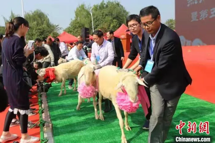 湖羊成为“致富羊” 练市镇供图