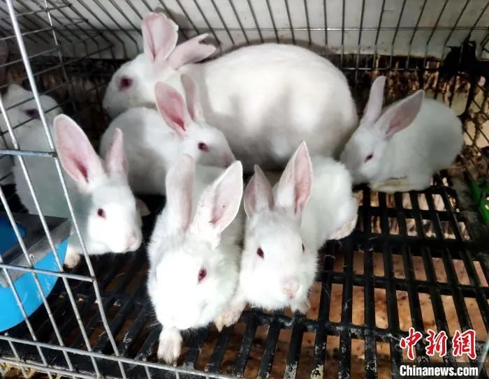 图为养殖大棚里的藏兔。(资料图) 受访者供图