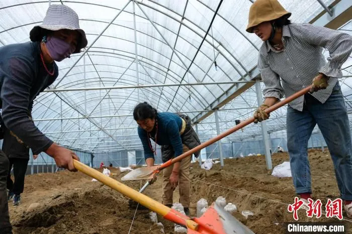 西藏波密县农牧民在大棚种植灵芝菌袋。　江飞波 摄