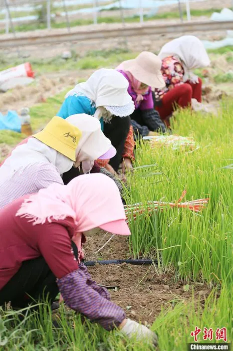 图为5月上旬，甘肃张掖现代戈壁农业产业园区发年农产品蔬菜生产基地里，农户在收洋葱苗。 中新社记者 高展 摄