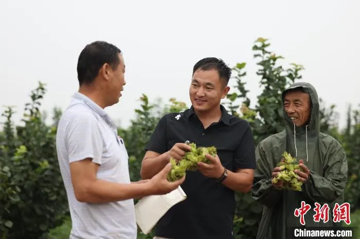 张屯榛子种植基地种植户和采购商(中)商议购销事宜。　齐建仓 摄