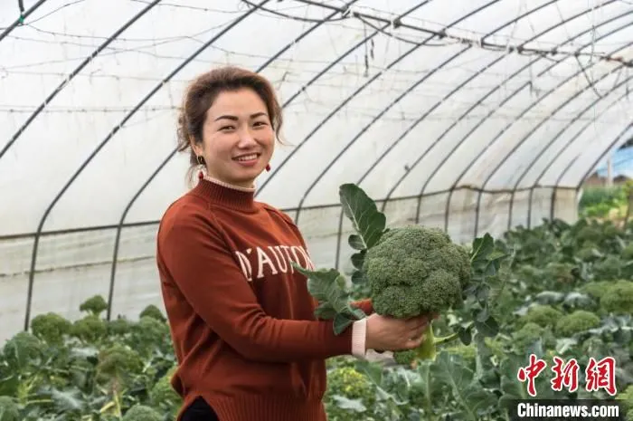 庞智群在“幸福怡家”农场采摘蔬菜。　万家利 摄