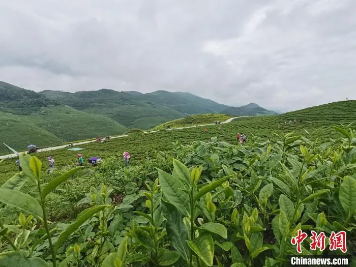 图为茶农正在管护茶园。　周济 摄