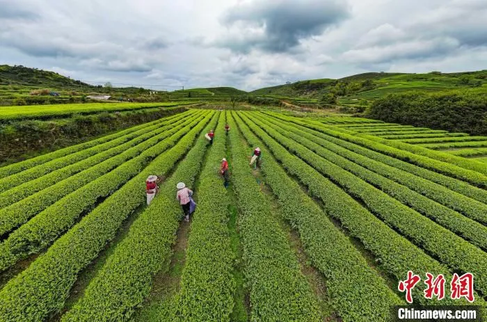 茶农在茶园里采摘明前茶。　林双伟 摄