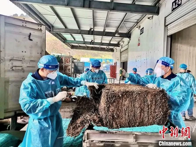 友谊关海关关员对落地加工进口凉粉草实施查验。　黄德荣 摄