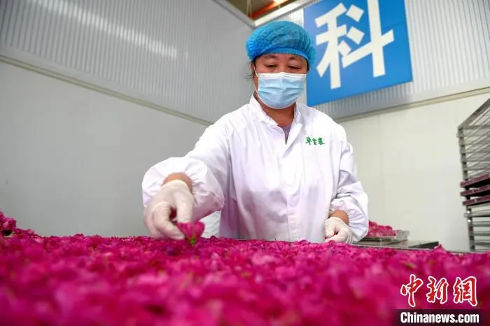 玫瑰种植基地的工作人员在分拣玫瑰花瓣。　苗凤强 摄