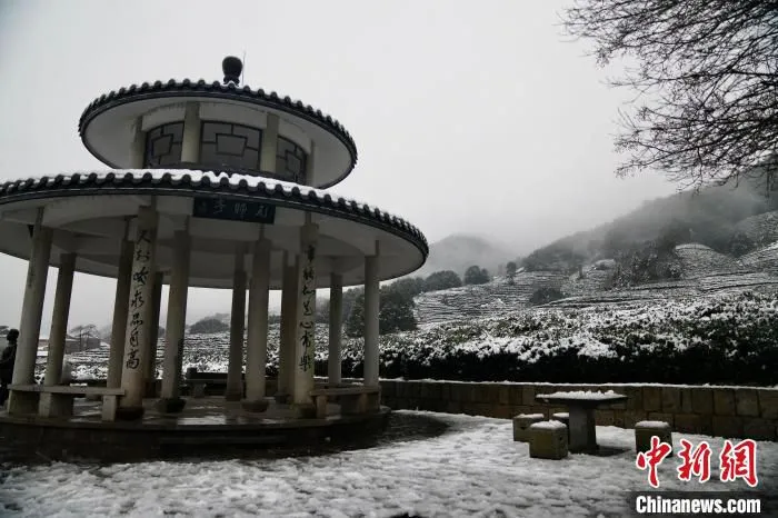雪中茶园。　钱晨菲 摄