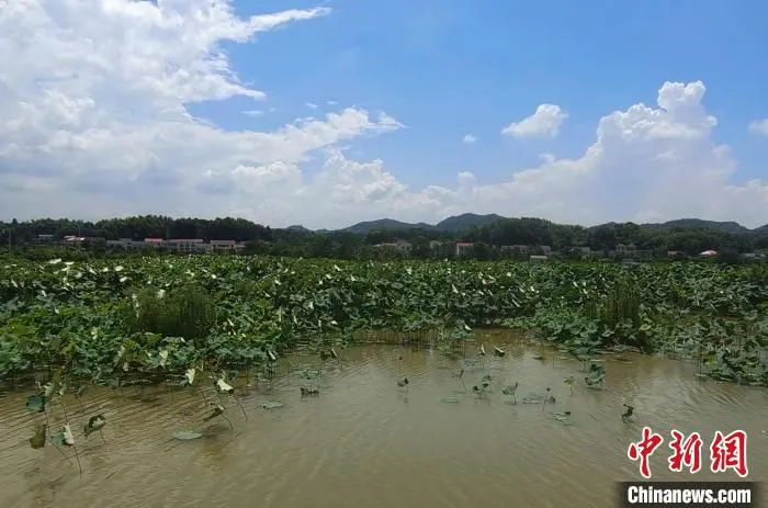 湘丰村的生态环境。　唐小晴 摄