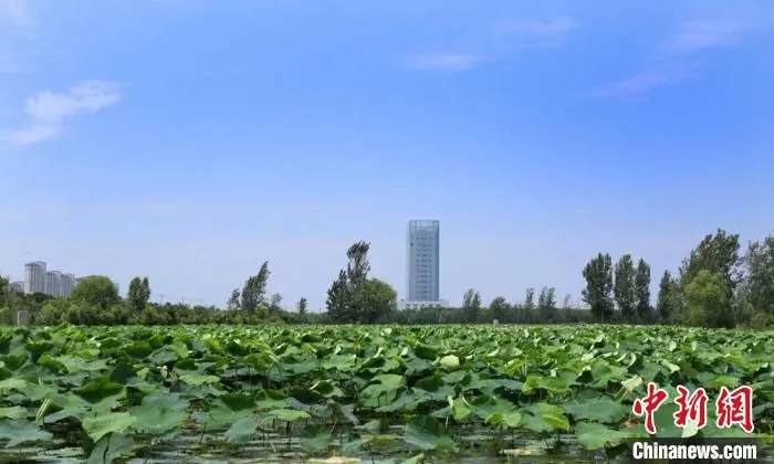 郝敬雷家庭农场藕虾共养基地现场。　孙辉 摄