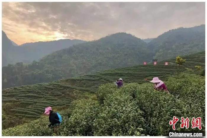 大竹茶山。(资料图) 受访者供图