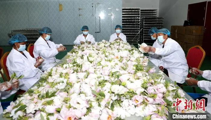 图为工人们将鲜花进行修剪去杂。　石延寿 摄