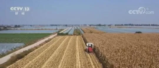 我国秋粮收购进入高峰 各地优化服务确保颗粒归仓