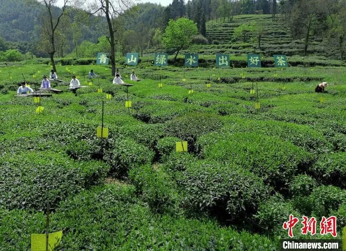休宁县绿色生态茶园 黄俊军 摄