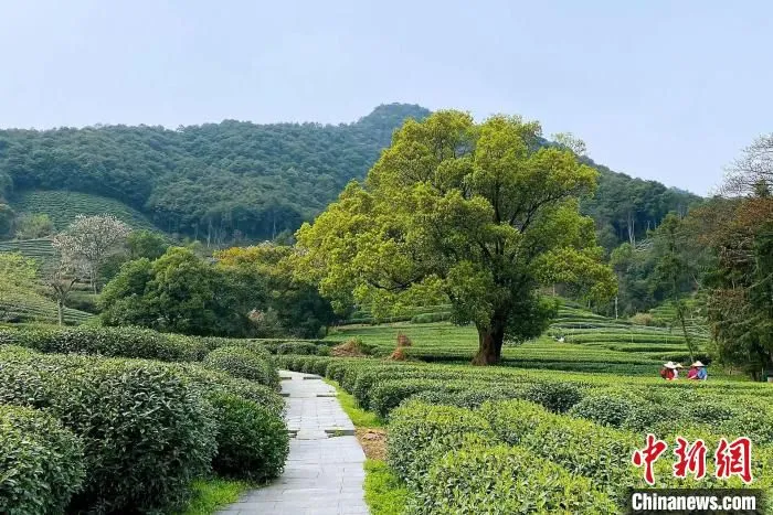 龙井茶园。　钱晨菲 摄