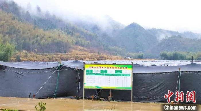 桂湖村食用菌种植基地一角。　胡坤明 摄