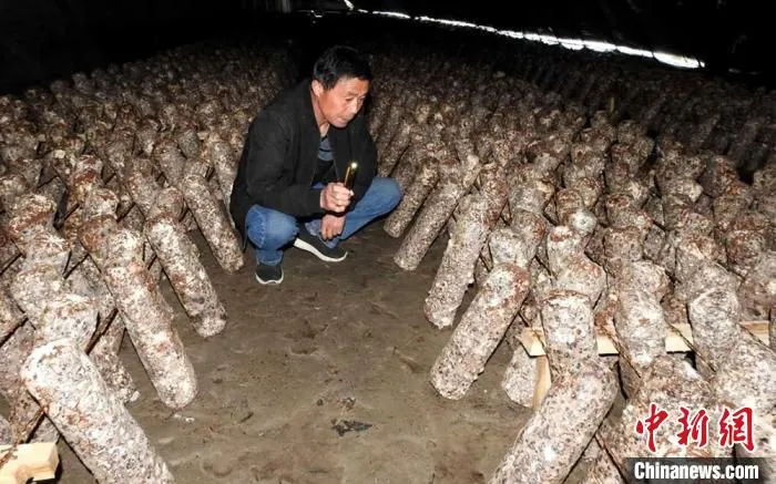 5月下旬，第一批香菇菌棒落户第二师二十五团15座职工大棚。　杨君 摄