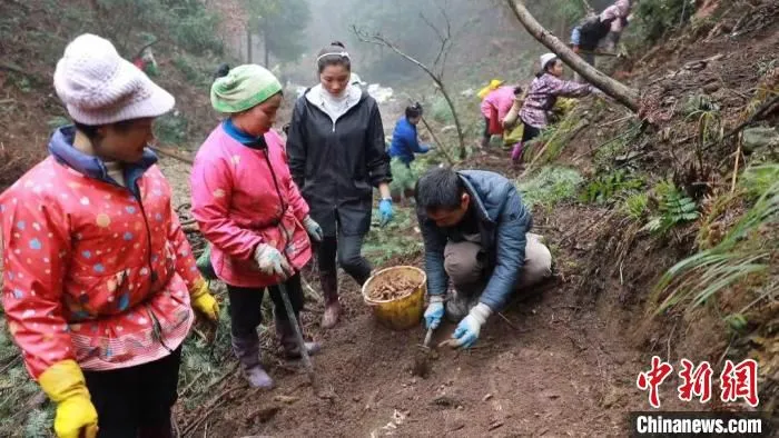 图为周尚海指导村民种植天麻。　吴永奎 摄