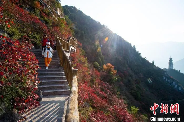 图为游客在巫山文峰景区观赏红叶。(资料图) 何蓬磊 摄