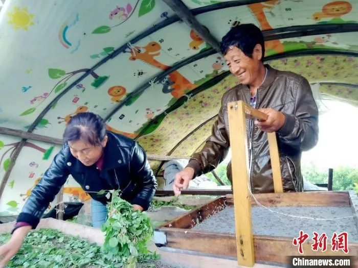 图为蚕农在放养柞蚕。　李刚 摄