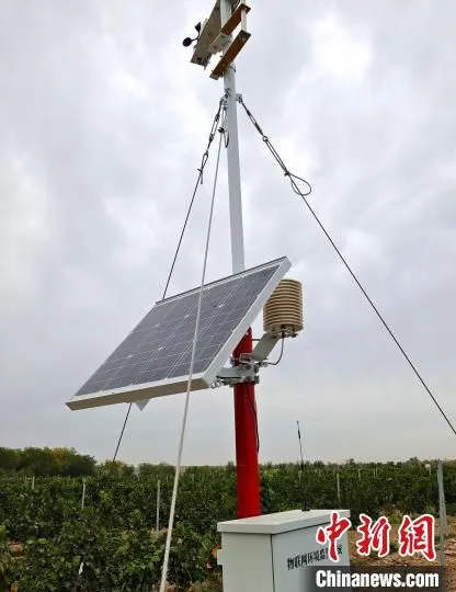 葡萄园中，气象站和传感器分析生长状态、评估温湿度环境变化。　史玉江 摄