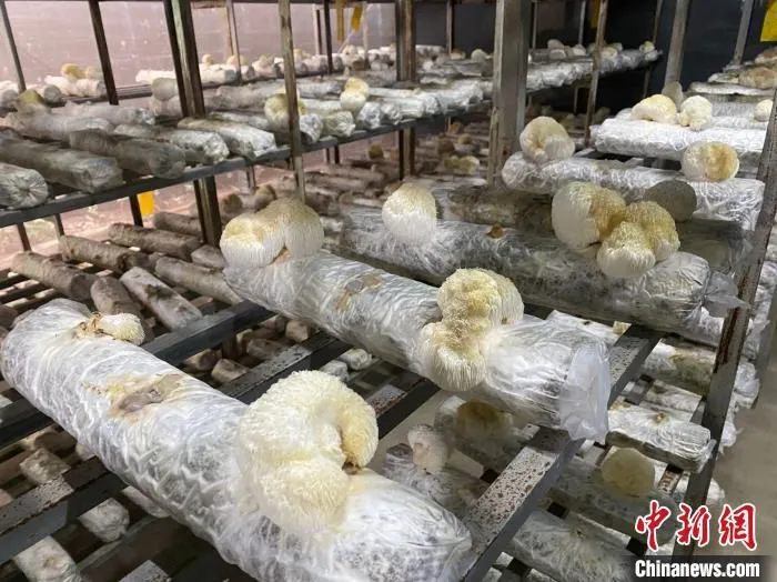 儒佐食用菌基地里培育生长的猴头菇。　符宇群 摄