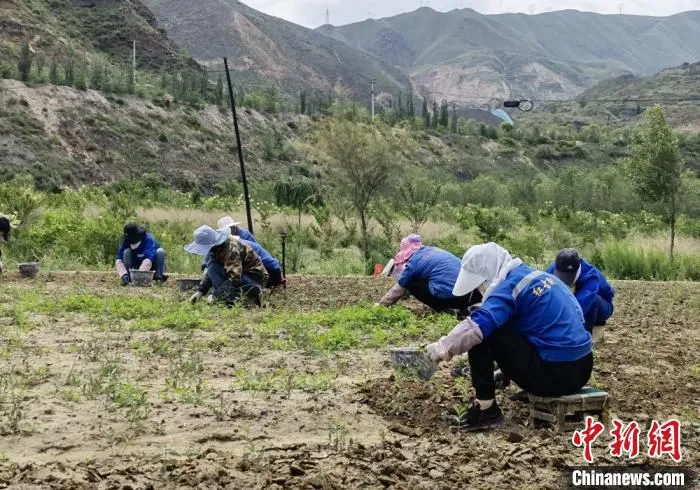 图为丁玉芹和员工一起种花。　刘玉桃 摄