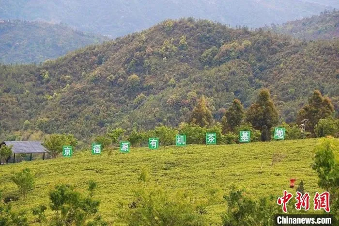 松洋村生态有机白茶基地。　福鼎市融媒体中心 供图