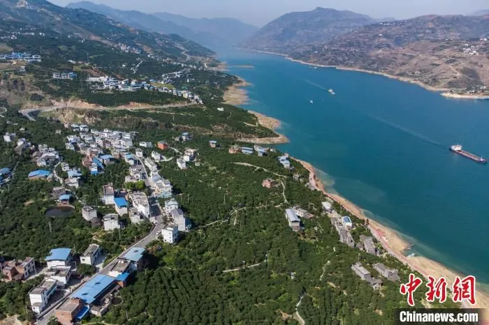 图为航拍长江奉节段岸边脐橙园。　何蓬磊 摄