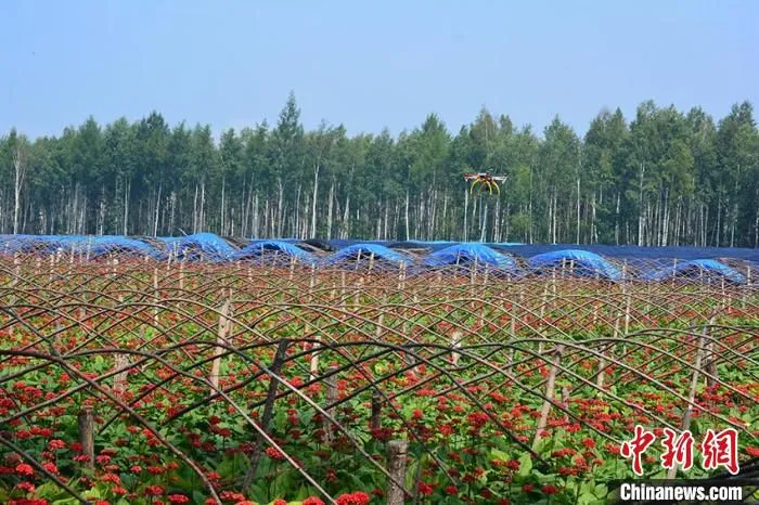 抚松人参标准化种植基地。白山市委宣传部供图
