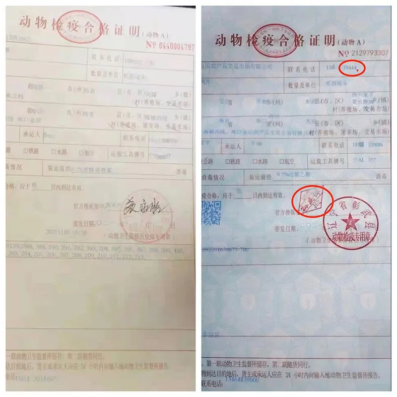 2021年11月10日，苏添艺同时出现在宁夏西吉县和辽宁彰武的动物检疫A证中，他证实彰武的A证是隔空虚开的。 本文图片均由澎湃新闻记者 谢寅宗 摄