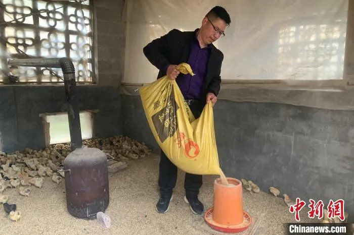 樊友培在土鸡苗孵化场内忙碌。　姚舜 摄