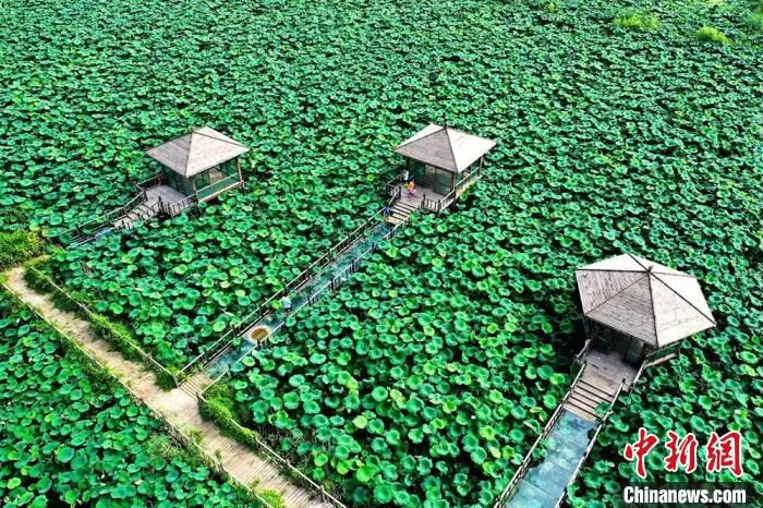 夏日的湖西农场数千亩荷塘。　张建设 摄