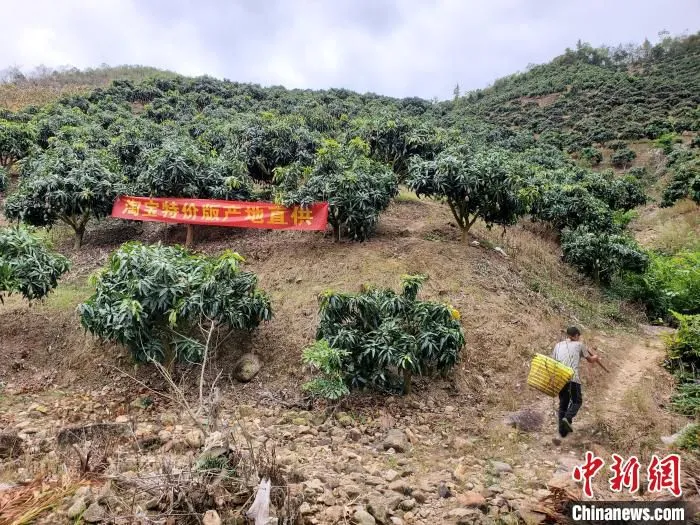 工人在芒果园采收芒果。　记者王晓斌 摄