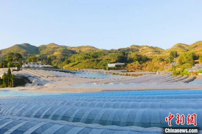 图为凤阳镇官田村千亩葡萄园示范基地。　吴苏梅 供图