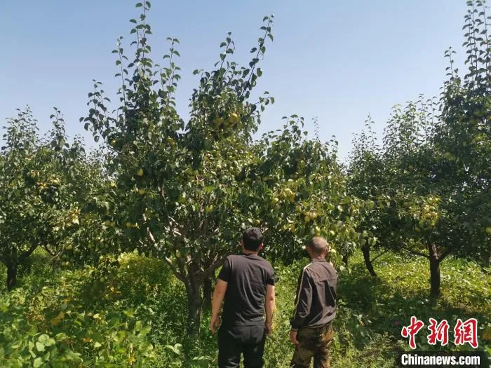 资料图：鹿蹄涧村梨园里的梨树。　王斌田 摄