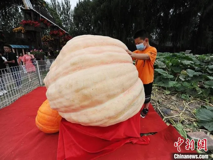 长春农博会上亮相的巨型南瓜 刘栋 摄