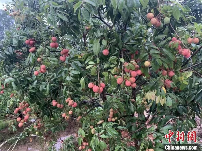 图为镇隆桂味荔枝 镇隆镇政府供图
