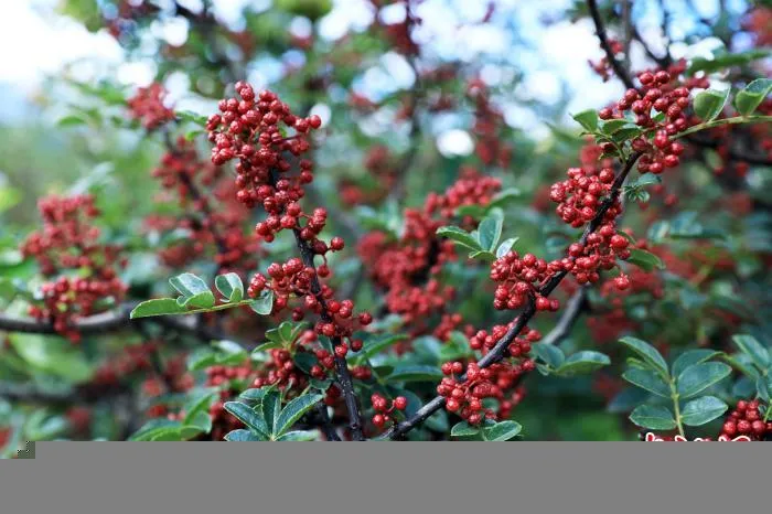 颗粒饱满的花椒缀在枝头。　王磊 摄