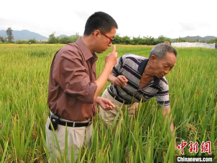 赵炳然(左)和袁隆平院士在田里研究水稻。　受访者供图