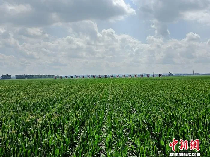 梨树县百万亩绿色食品原料(玉米)标准化基地核心区。 左雨晴 摄