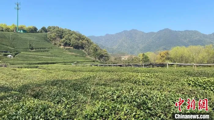 西湖龙井茶园(资料图)。　钱晨菲 摄