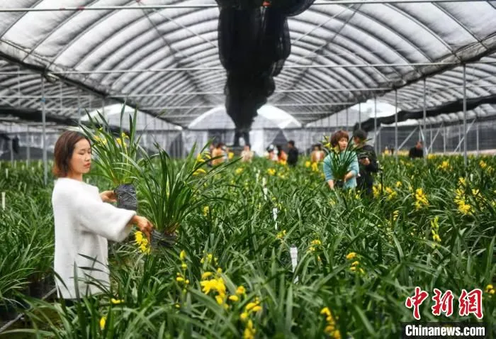 韶关翁源发展兰花产业(资料图) 程景伟 摄