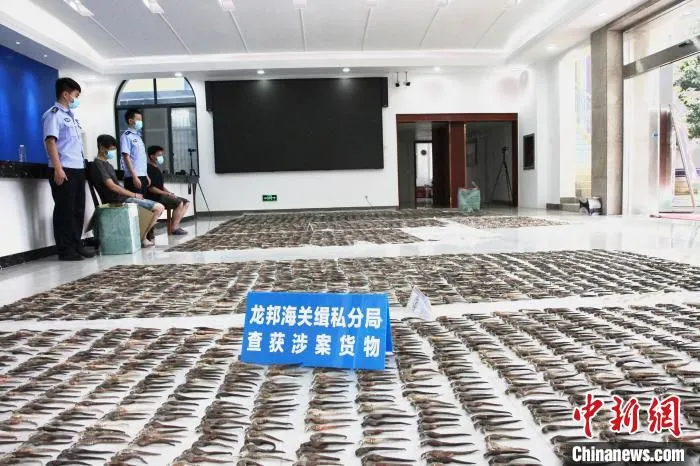 图为涉案海马干。　马健超 摄