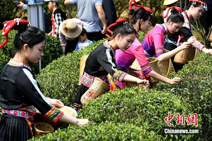 图为采茶女身着畲族凤凰装采茶。中新社记者 王东明 摄