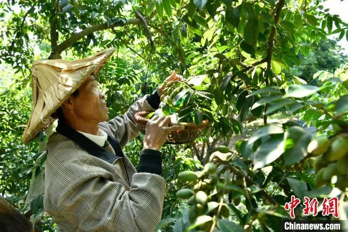 种植户张孔江树上采摘橄榄。　蒋祖德 摄